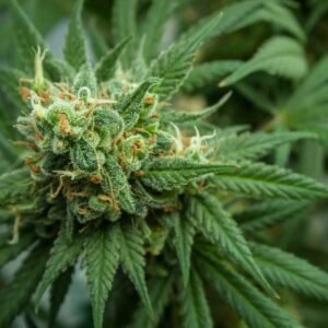 US Ice Mints Disposable Vape